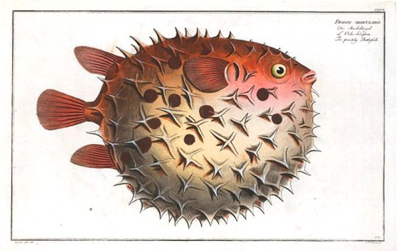 Animal-Fish-Puffer-Fish